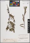 Foto von Salix elbursensis Boiss.